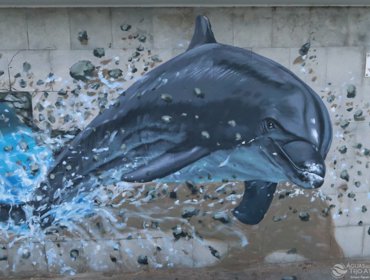 Golfinhos “mergulham” nas infraestruturas da Tejo Atlântico 