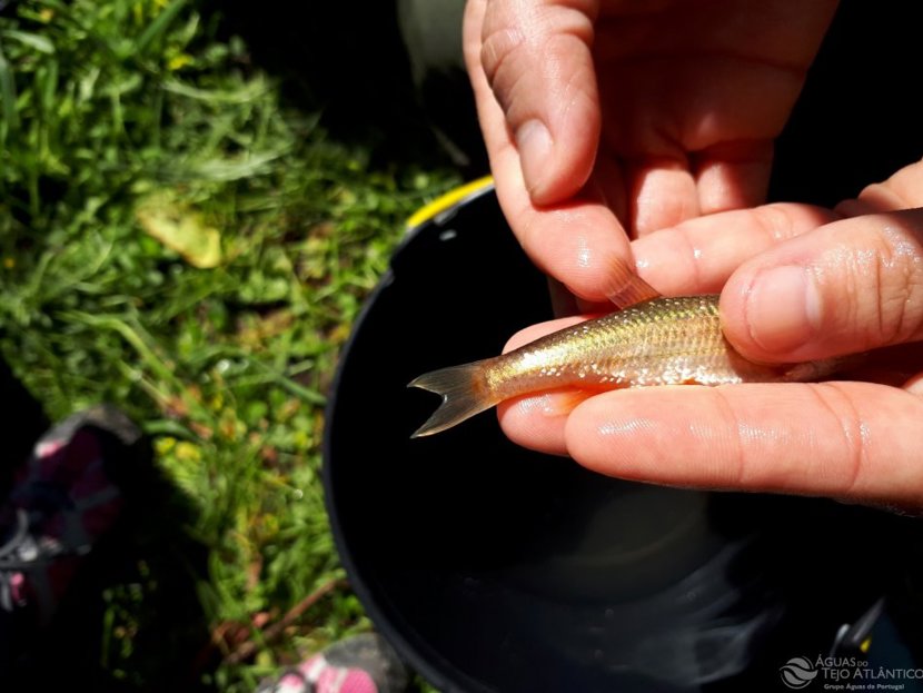 Projeto pioneiro de monitorização de rios tem início no Oeste