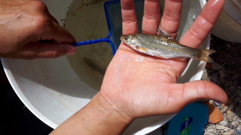 Águas do Tejo Atlântico comemora Dia Mundial da Conservação da Natureza