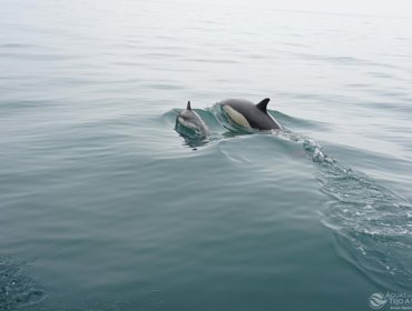 Águas do Tejo Atlântico celebrou Dia Mundial do Saneamento com várias atividades