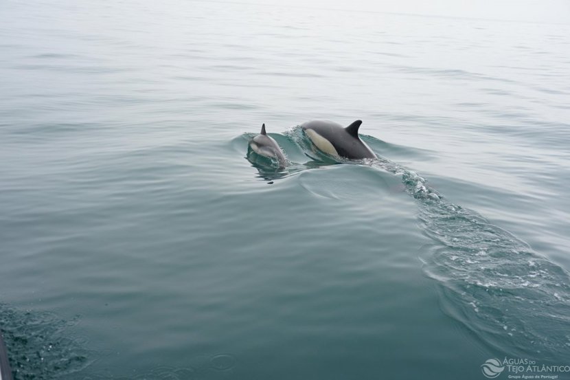 Águas do Tejo Atlântico celebrou Dia Mundial do Saneamento com várias atividades
