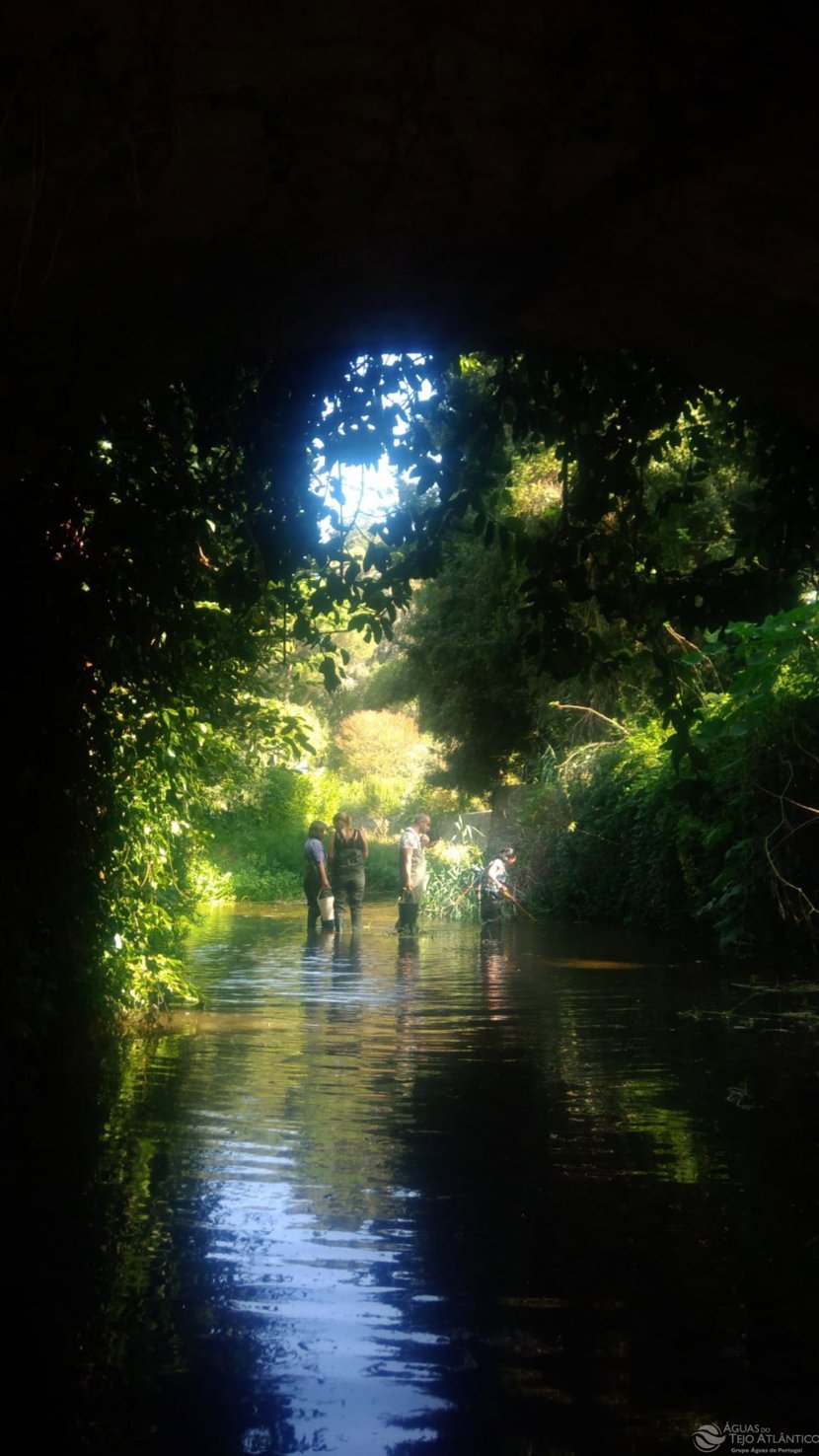 Exposição 'Ictiofauna nativa da região Oeste" em Sintra